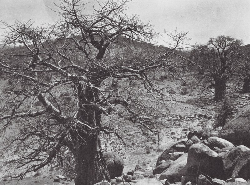 África: Árbol baobab, Dar Nuba (foto b/n) de Hugo Adolf Bernatzik
