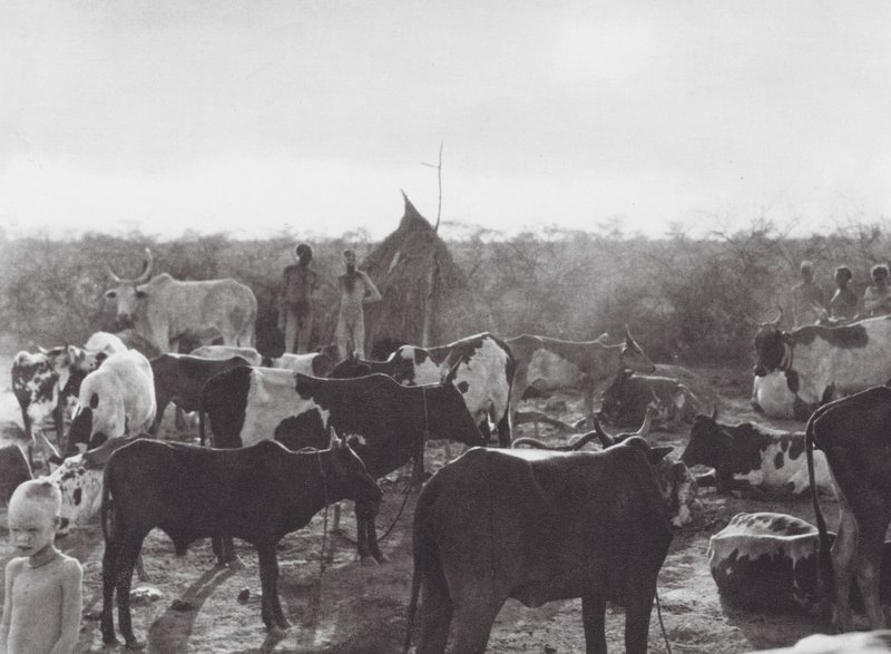 África: Establo a orillas del Bahr el Zeraf (foto en blanco y negro) de Hugo Adolf Bernatzik
