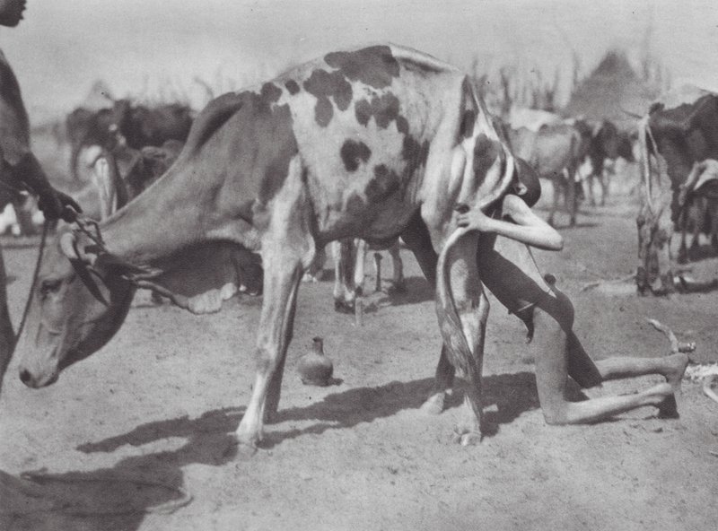 África: Dinka del norte soplando una vaca (foto b/n) de Hugo Adolf Bernatzik