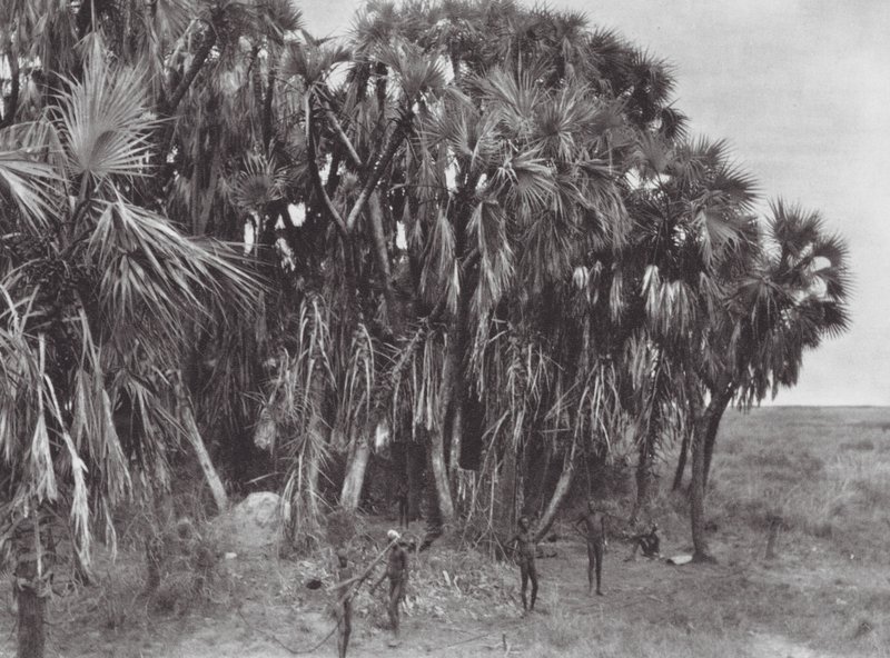 África: Cazadores nuer en un palmeral (foto b/n) de Hugo Adolf Bernatzik