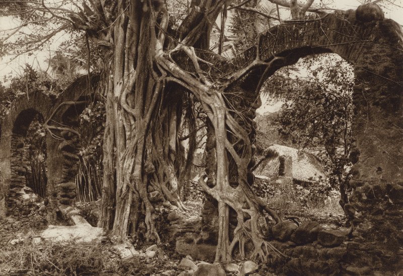 Mexico: Arco de puente espanol con higuera, Antigua, Estado Vera Cruz (b/w photo) de Hugo Brehme
