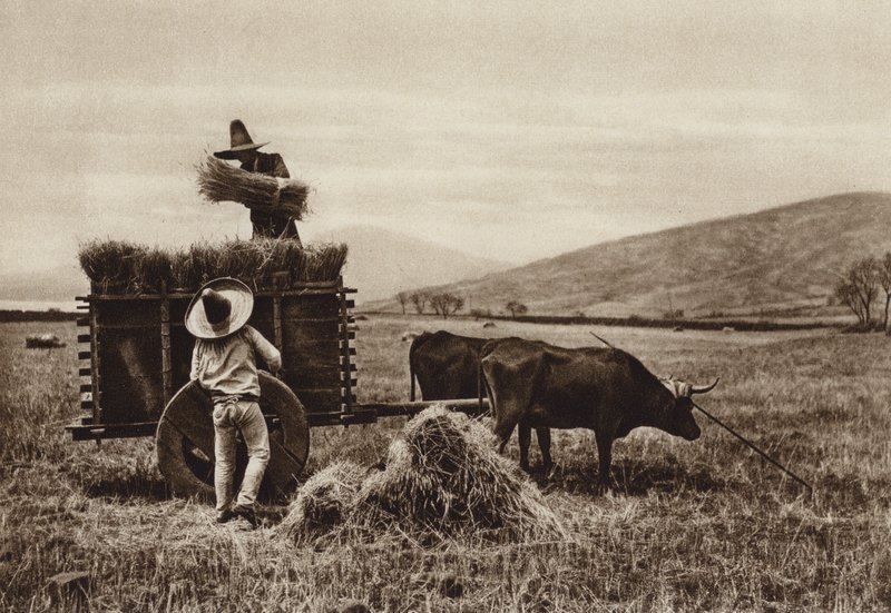 Mexico: Campesinos cosechando trigo (b/w photo) de Hugo Brehme