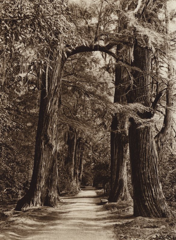 Mexico: Capital Mejico, Parque de Chapultepec, Alameda de los Filosofos (b/w photo) de Hugo Brehme