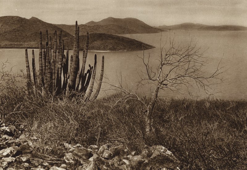 Mexico: Cerca de la costa de Baja California (b/w photo) de Hugo Brehme