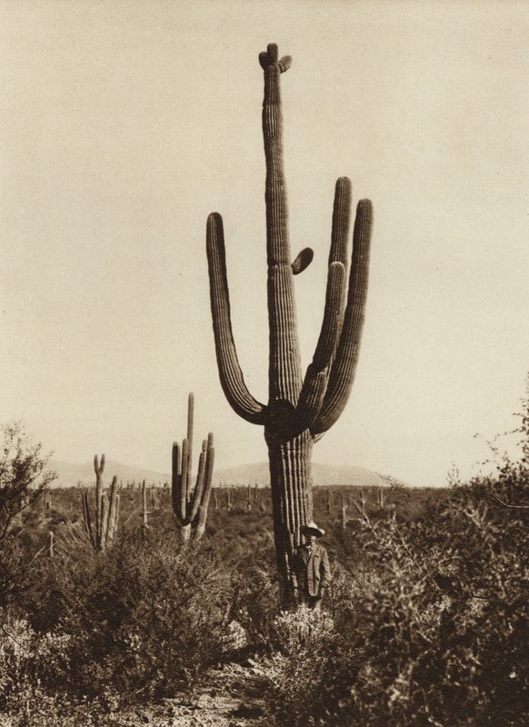 Mexico: "Cereus giganteus" en los alrededores de Magdalena, Estado Sonora (b/w photo) de Hugo Brehme