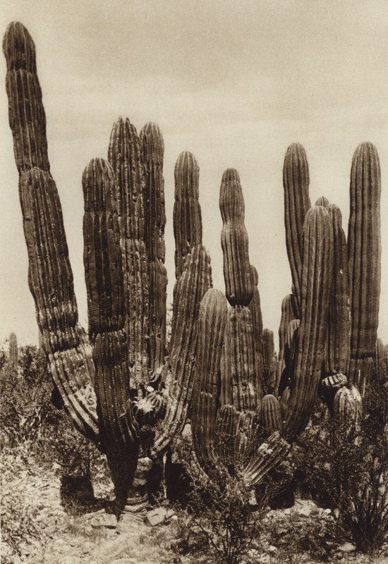 México: Guaymas, "Cereus Pringlei", Estado Sonora (foto b/n) de Hugo Brehme