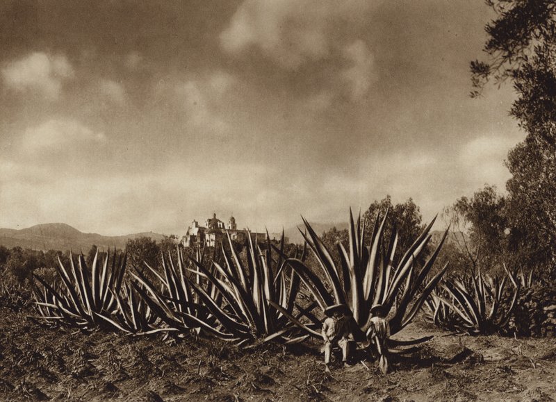 Mexico: Los alrededores de Tepepam con campo de agaves (b/w photo) de Hugo Brehme