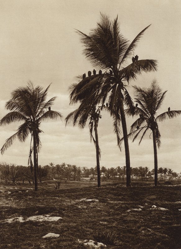 Mexico: Los alrededores de Vera Cruz, Buitres (b/w photo) de Hugo Brehme