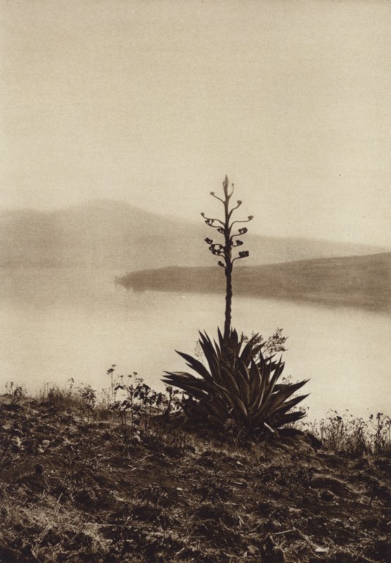 Mexico: Orilla del Lago Chapala con agaves en flor (b/w photo) de Hugo Brehme