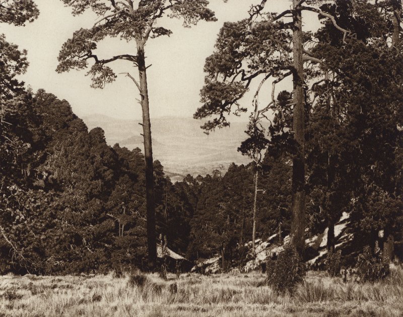 Mexico: Panorama silvestre al pie del Pico de Orizaba (b/w photo) de Hugo Brehme