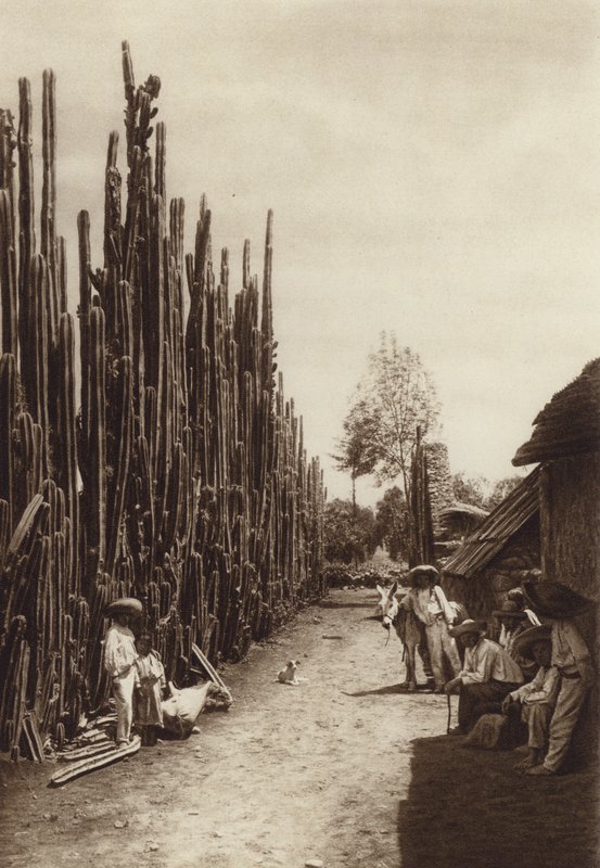 Mexico: Santiago, Calle de aldea caracteristica con cacteas en forma de columnas (b/w photo) de Hugo Brehme
