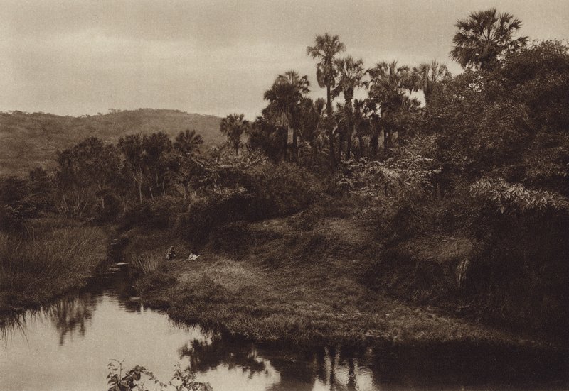 Mexico: Tamasopo, Paisaje de palmas (b/w photo) de Hugo Brehme