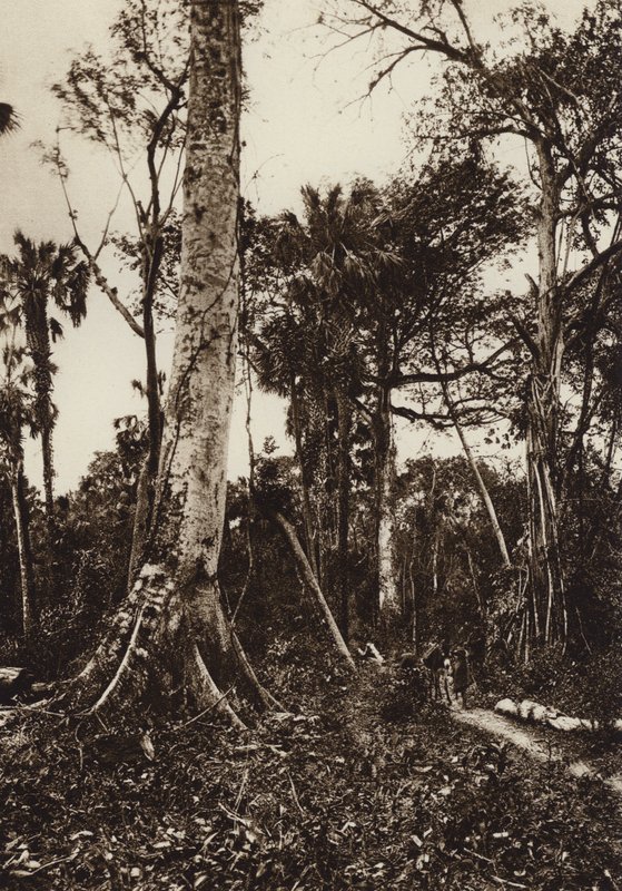 Mexico: Tamasopo, Panorama de floresta virgen (b/w photo) de Hugo Brehme