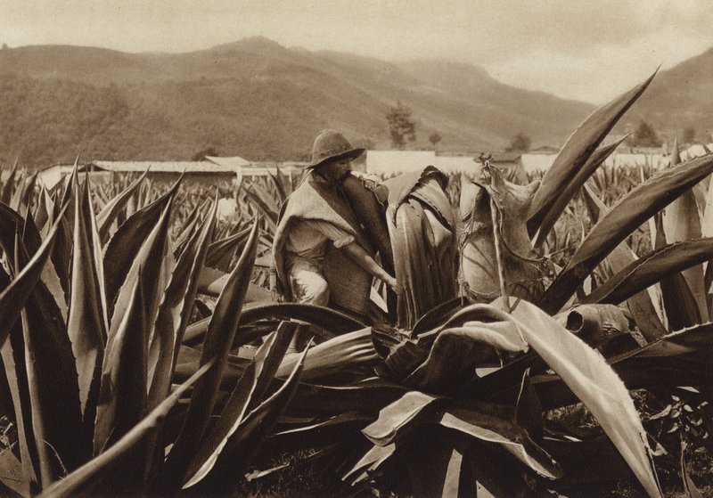 Mexico: Tlachiquero chupando el pulque de una planta de agaves (b/w photo) de Hugo Brehme