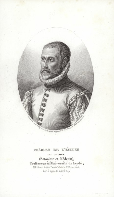 Carolus Clusius de Italian School