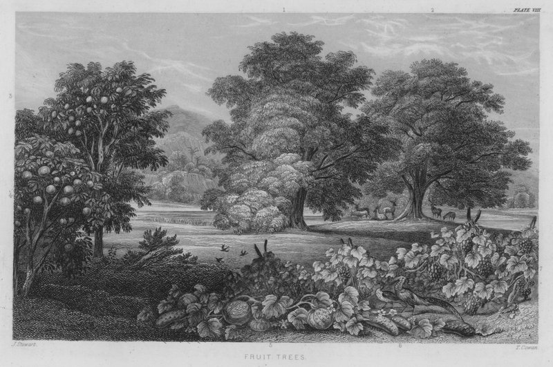 Árboles frutales de J. (after) Stewart