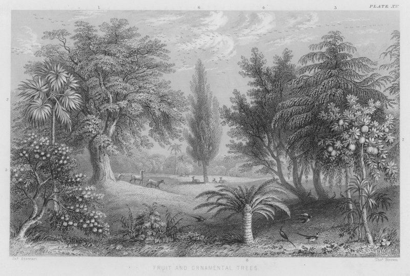 Árboles frutales y ornamentales de J. (after) Stewart