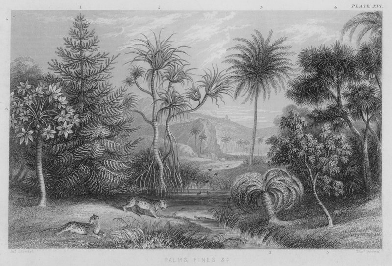 Palmas, Pinos etc de J. (after) Stewart