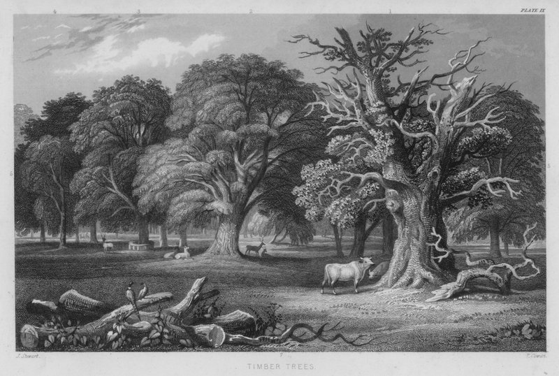 Árboles maderables de J. (after) Stewart