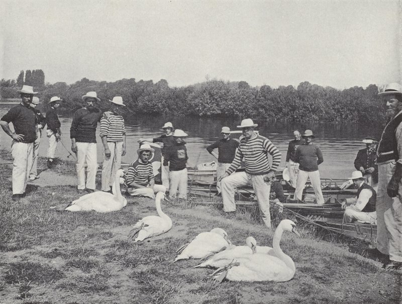 Captura de cisnes en el Támesis, examinando los pájaros viejos de J. Benjamin Stone
