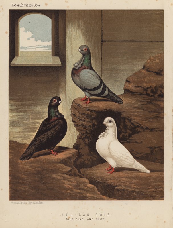 Palomas: Búhos africanos, azules, negros y blancos (litografía en color) de J. W. (after) Ludlow
