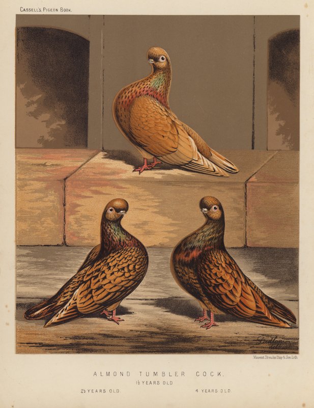 Palomas: Gallo de Almendra de J. W. (after) Ludlow