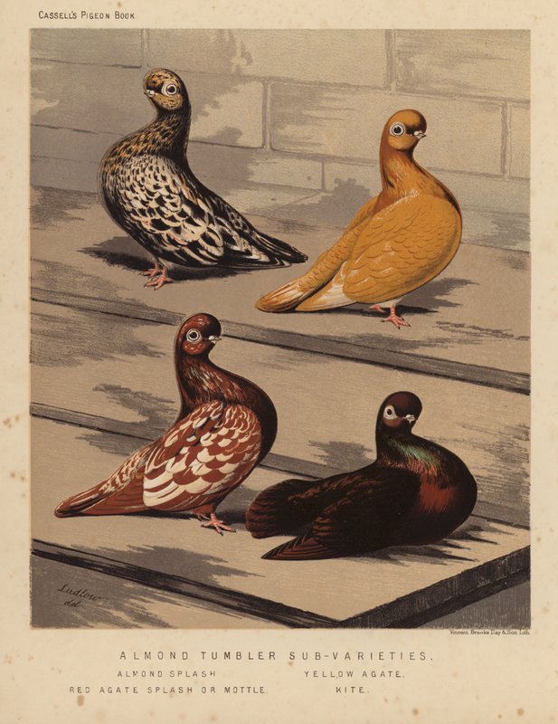 Palomas: Subvariedades de vaso de almendra, salpicadura de almendra, ágata amarilla, salpicadura o moteado de ágata roja, cometa (litografía en color) de J. W. (after) Ludlow