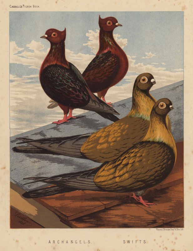 Palomas: Arcángeles; Vencejos (litografía en color) de J. W. (after) Ludlow