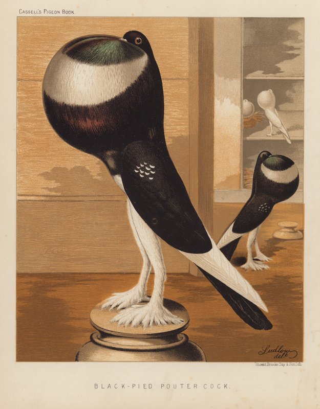 Palomas: Gallo Pouter negro (litografía en color) de J. W. (after) Ludlow