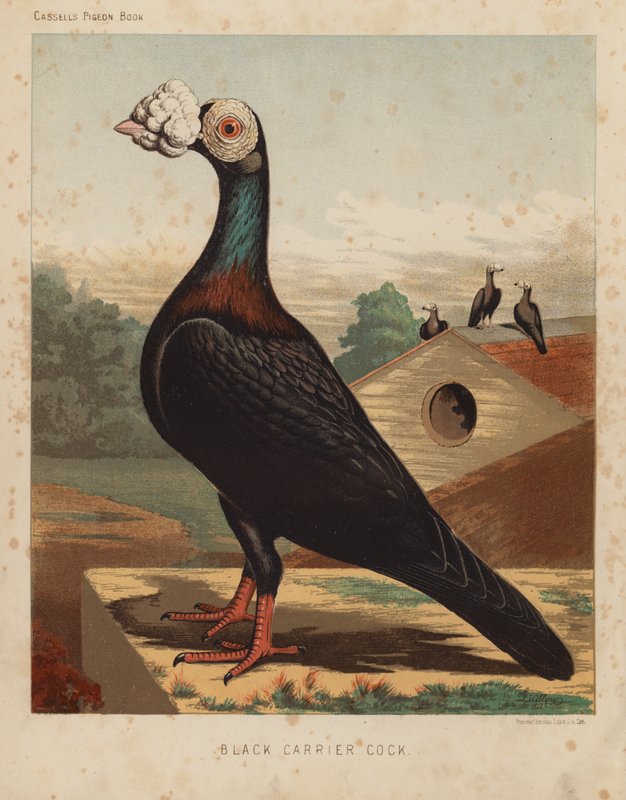 Palomas: Gallo negro portador (litografía en color) de J. W. (after) Ludlow