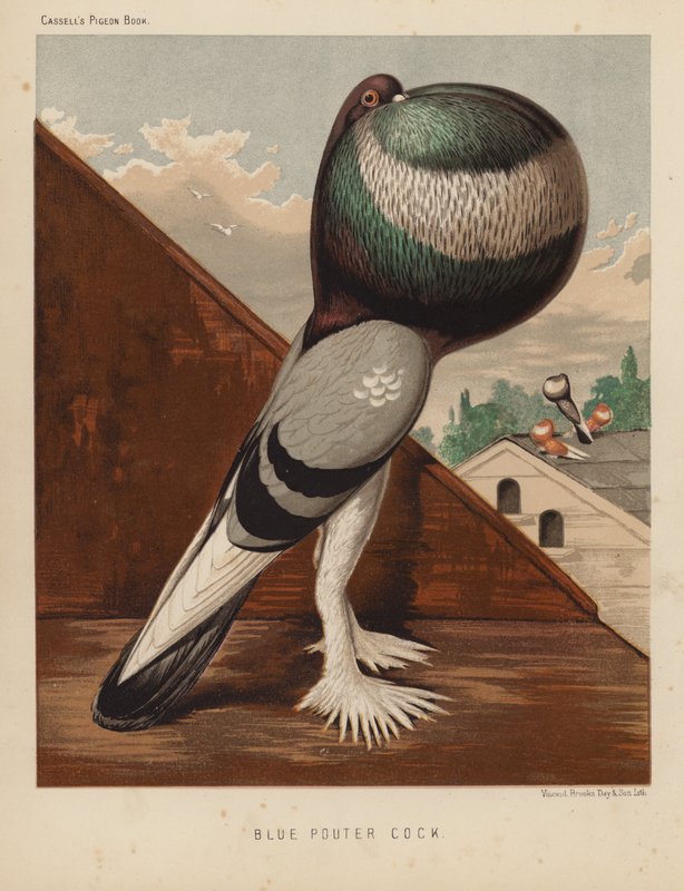 Palomas: Gallo azul (litografía en color) de J. W. (after) Ludlow