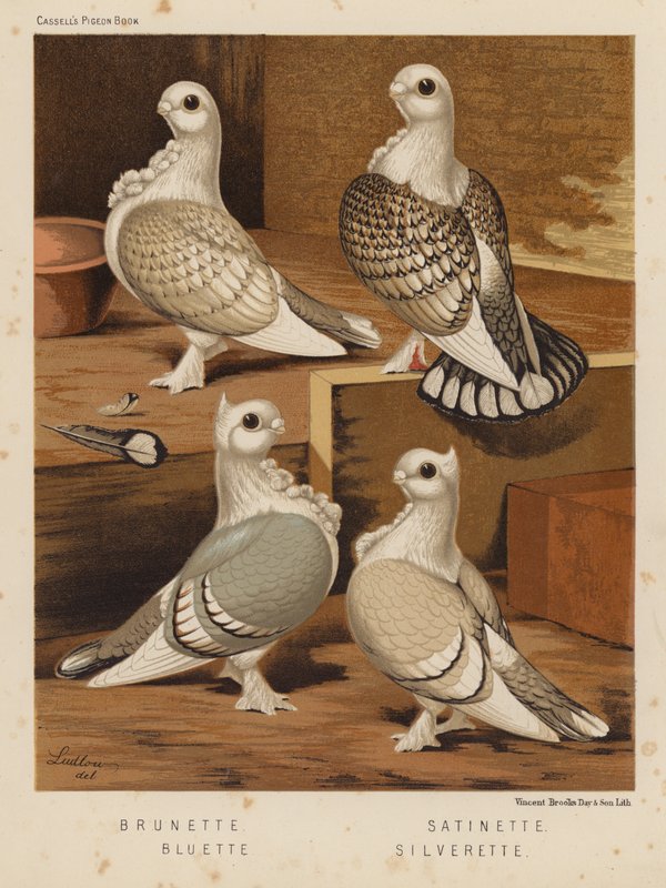 Palomas: Brunette; Satinette; Bluette; Silverette (litografía en color) de J. W. (after) Ludlow