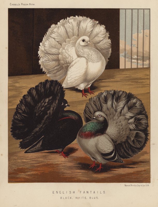 Palomas: Colas de abeja inglesas, negras, blancas, azules (litografía en color) de J. W. (after) Ludlow