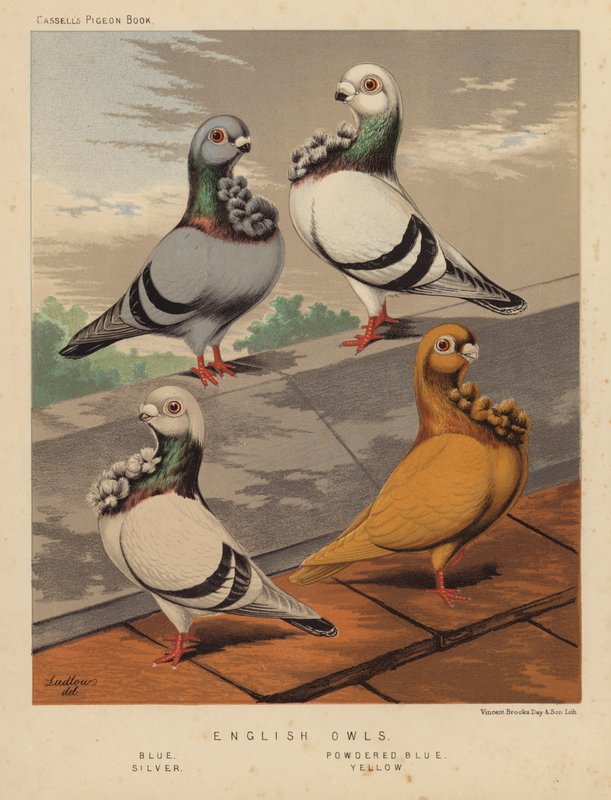 Palomas: Búhos ingleses, azul, azul empolvado, plata, amarillo (litografía en color) de J. W. (after) Ludlow