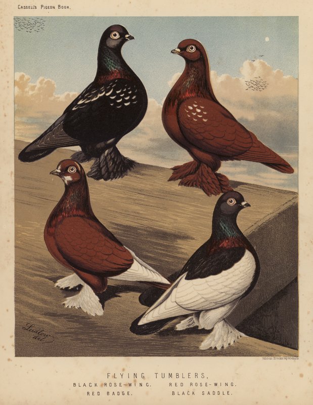 Palomas: Volantes, Rosa Negra, Rosa Roja, Insignia Roja, Silla Negra (litografía en color) de J. W. (after) Ludlow