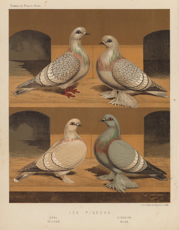 Palomas: Palomas de Hielo, Ural, Siberiana, Plateada, Azul (litografía en color) de J. W. (after) Ludlow