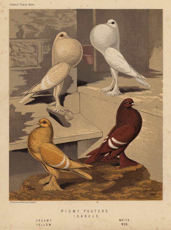 Palomas: Pigmy Pouters; Isabels, Creamy, White, Yellow, Red (litografía en color) de J. W. (after) Ludlow