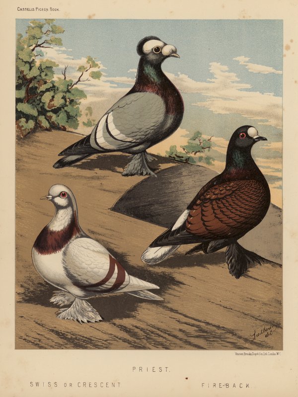 Palomas: Sacerdote; Suizo o Media Luna; Fuego de espalda (litografía en color) de J. W. (after) Ludlow