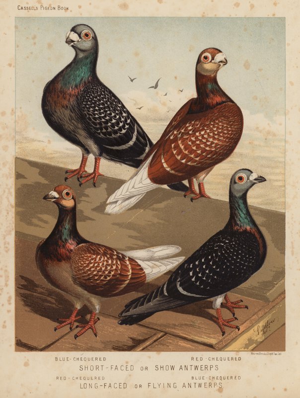 Palomas: Antwerps de cara corta o de exhibición, azul-chequered, rojo-chequered; Antwerps de cara larga o de vuelo, rojo-chequered, azul-chequered (litografía en color) de J. W. (after) Ludlow