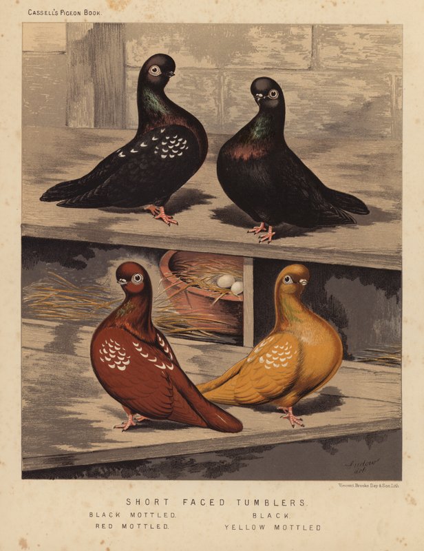 Palomas: Volteadoras de cara corta, negras moteadas, negras, rojas moteadas, amarillas moteadas (litografía en color) de J. W. (after) Ludlow