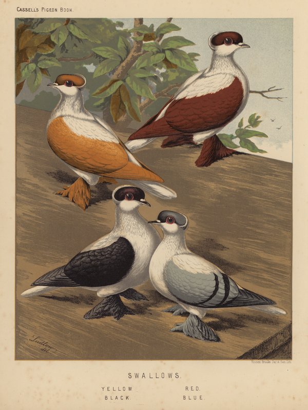 Palomas: Golondrinas, amarillas, rojas, negras, azules (litografía en color) de J. W. (after) Ludlow
