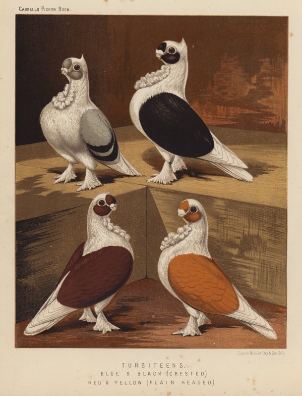 Palomas: Turbiteens, azules y negras, crestadas, rojas y amarillas, de cabeza plana (litografía en color) de J. W. (after) Ludlow