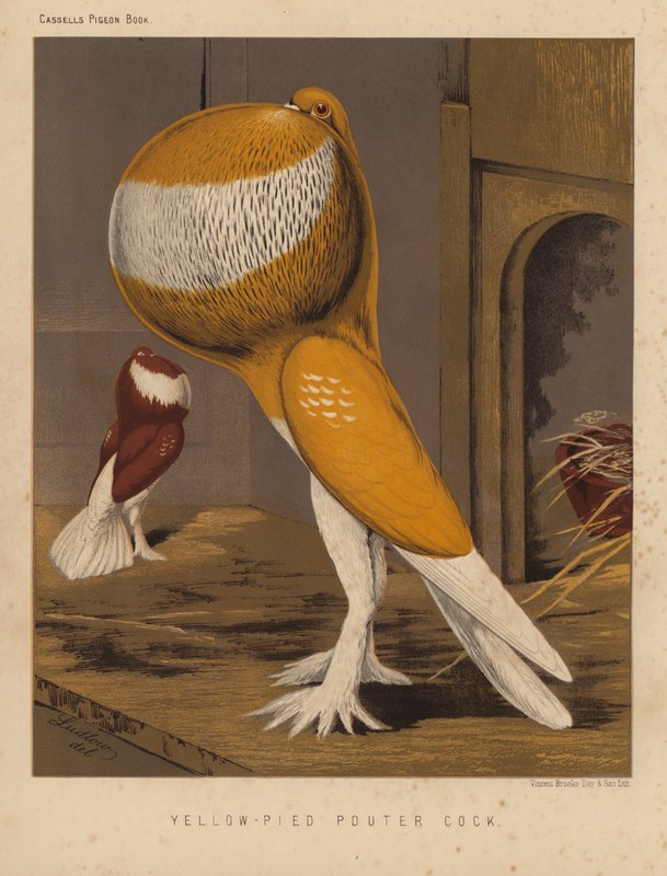Palomas: Yellow-Pied Pouter Cock (litografía en color) de J. W. (after) Ludlow