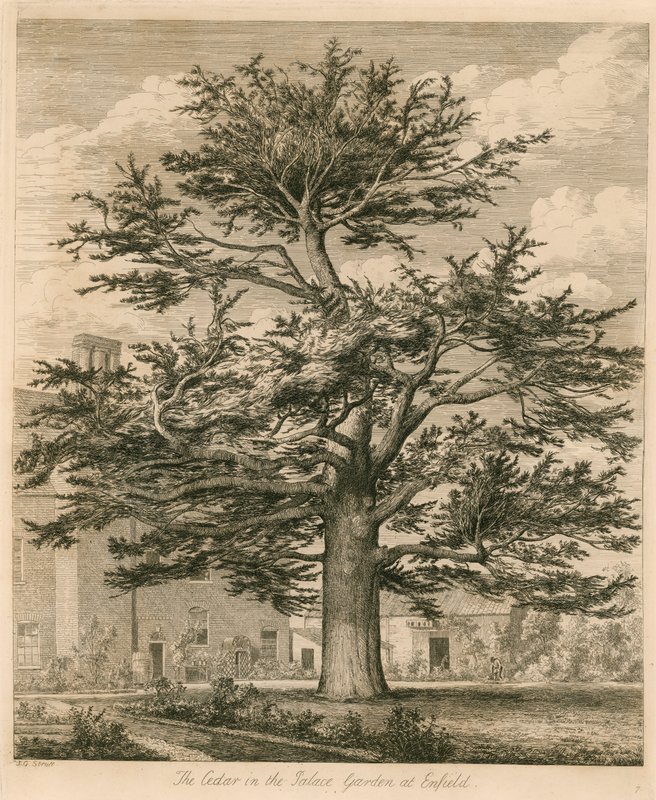 El Cedro en el Jardín del Palacio en Enfield, Middlesex de Jacob George Strutt