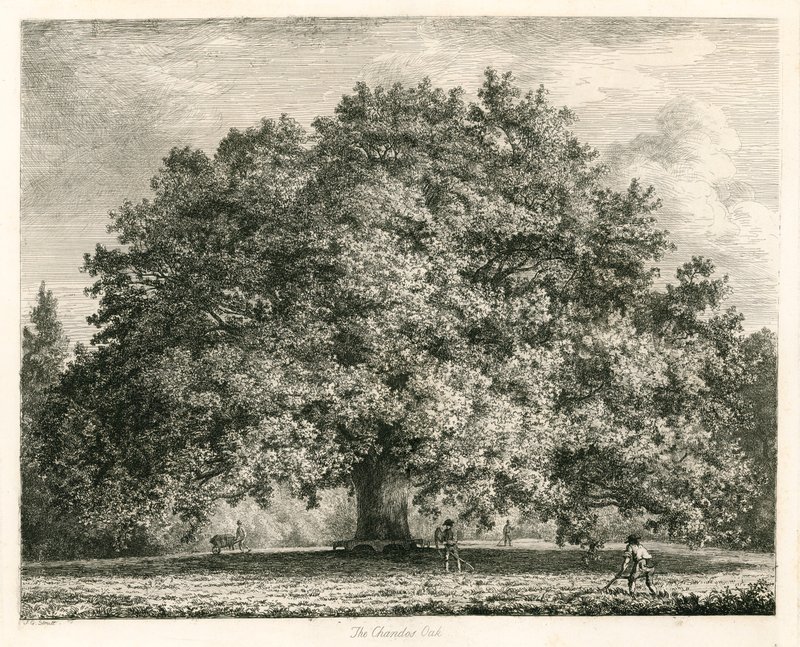 El roble Chandos, Michendon House, Southgate, Londres de Jacob George Strutt