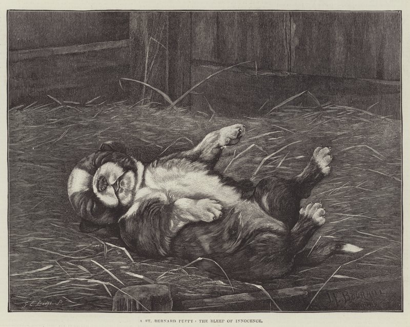 Un cachorro de San Bernardo, el sueño de la inocencia de James E. Bourhill