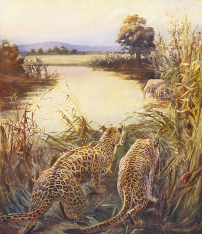 Tierra Santa: Leopardos en "El orgullo de Jordania" (litografía en color) de James (after) Clark