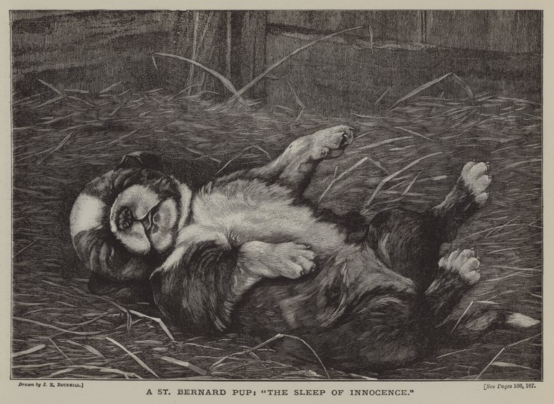 Un cachorro de San Bernardo: el sueño de la inocencia (grabado) de James E. Bourhill
