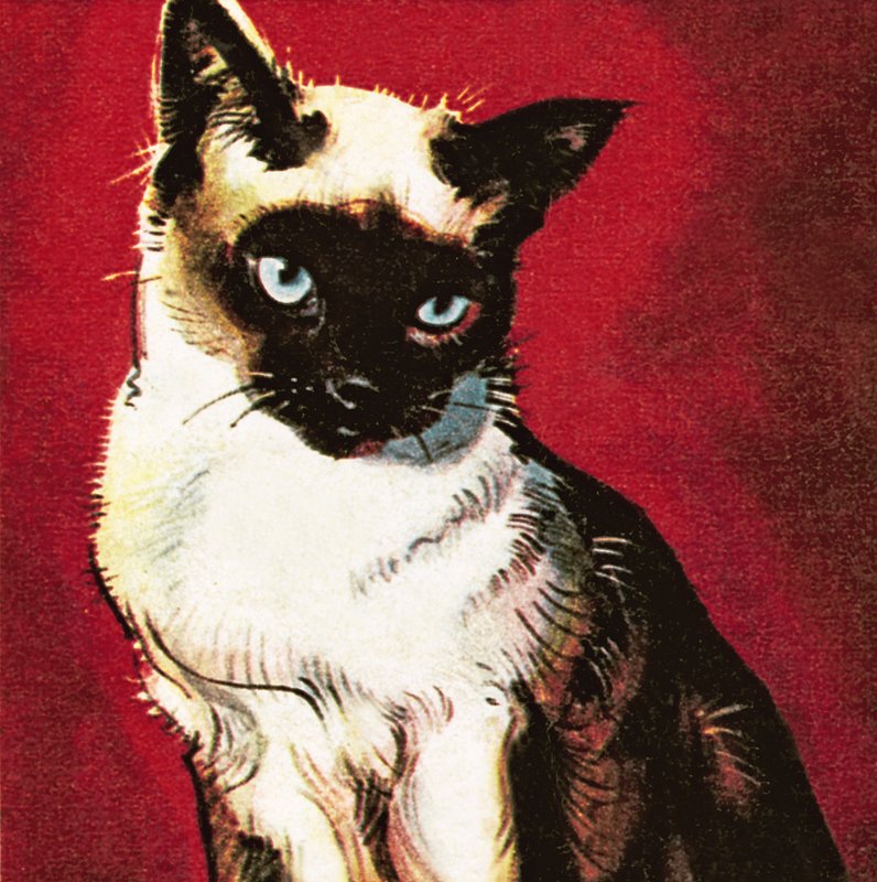 Gato siamés de James Edwin McConnell