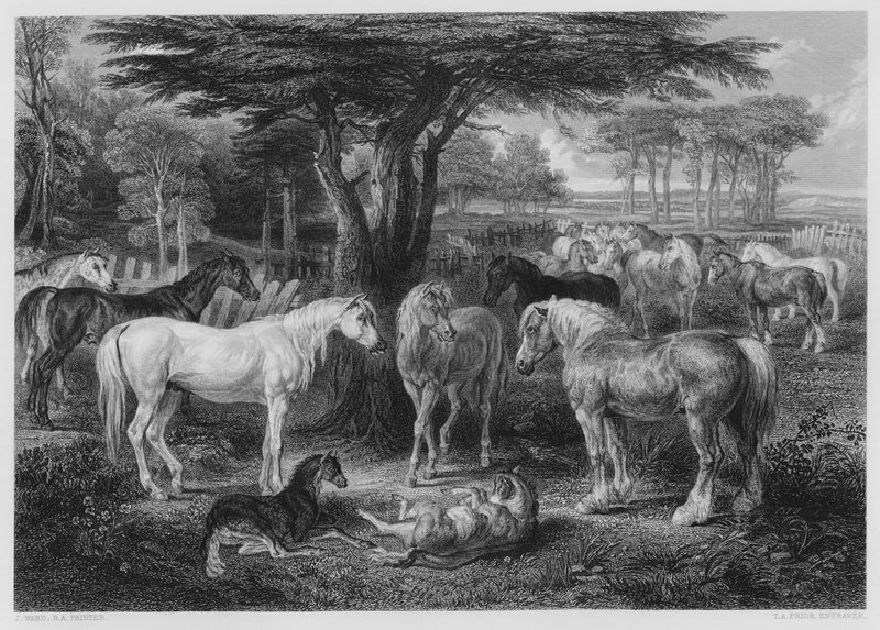 El Consejo de los Caballos, del cuadro en la Galería Vernon de James after Ward